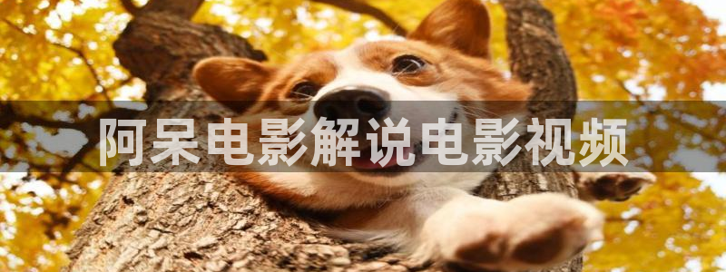 午夜高清免费在线：阿呆电影解说电影视频